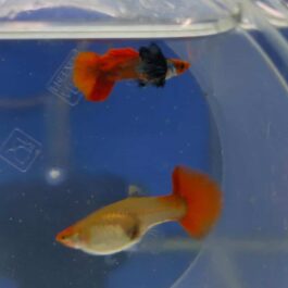 Platinum koi big ear guppy ( pair)