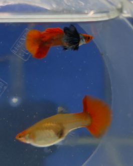 Platinum koi big ear guppy ( pair)