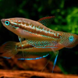 Sparkling gourami ( 4 pcs)