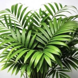 Table palm clump/ Chamaedorea Palm plant