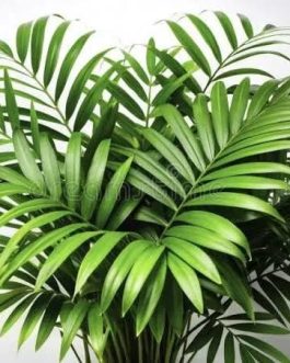 Chamaedorea Palm plant