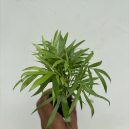 Table palm clump/ Chamaedorea Palm plant