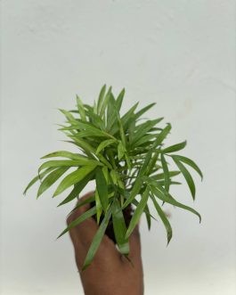 Chamaedorea Palm plant
