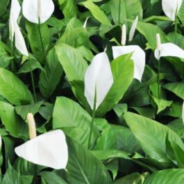Small sized – Peace Lily/Spathyphyllum