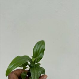 Small sized – Peace Lily/Spathyphyllum