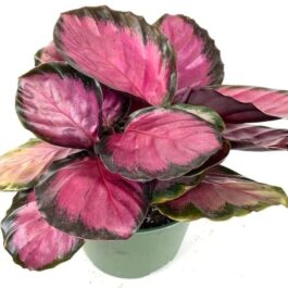 Small sized – Calathea Rusco