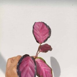 Small sized – Calathea Rusco