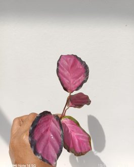 Small sized – Calathea Rusco