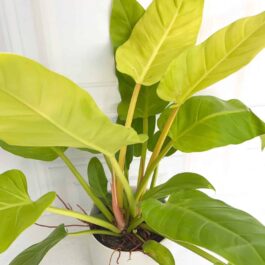 Small sized – Philodendron Golden melinonii