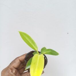 Small sized – Philodendron Golden melinonii