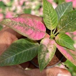Poinsettia ‘Love you Pink’ (small single plant)