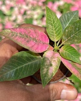 Poinsettia ‘Love you Pink’ (small single plant)