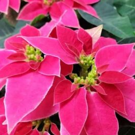Poinsettia ‘Love you Pink’ (small single plant)