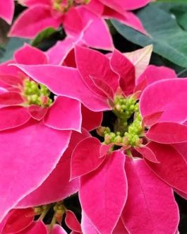 Poinsettia ‘Love you Pink’ (small single plant)