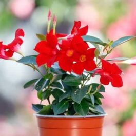 Mandevilla Red (single plant)