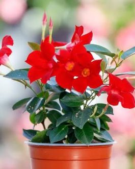 Mandevilla Red (single plant)