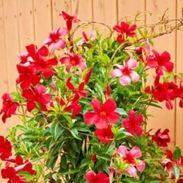 Mandevilla Red (single plant)