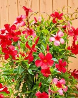 Mandevilla Red (single plant)