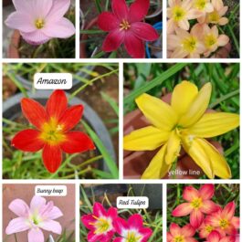 Hybrid rainlily combo ( 8 varieties)
