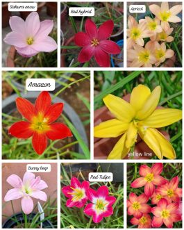 Hybrid rainlily combo ( 8 varieties)