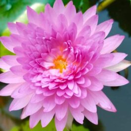 Papron pink 365 days bloomer waterlily