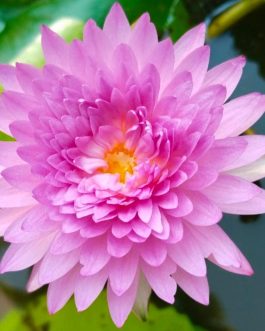 Papron pink 365 days bloomer waterlily