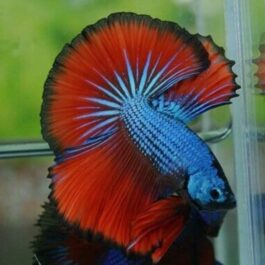 Blue red dragon betta ( pair)