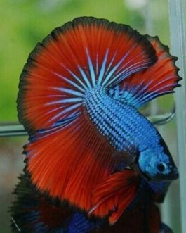 Blue red dragon betta ( pair)