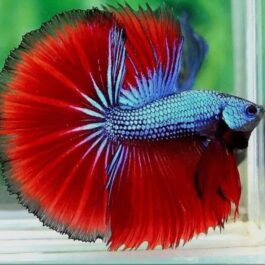 Blue red dragon betta ( pair)