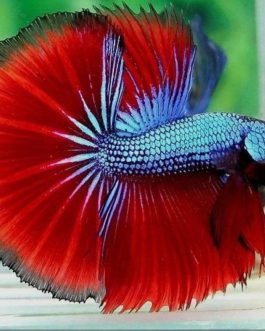 Blue red dragon betta ( pair)