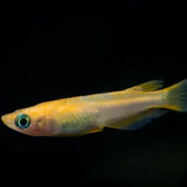 Japanese rice fish mega orange ( 5 pcs)