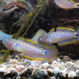 Peacock gudgeon (4 pcs)