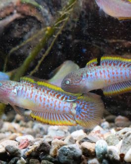 Peacock gudgeon (4 pcs)