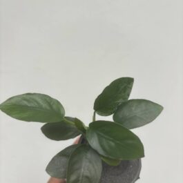 Anubias long wavy