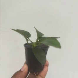 Anubias long wavy