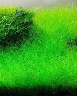 Japanese Dwarf Hairgrass/ Eleocharis Parvula ‘Japanese’ (tissue culture cup-small)