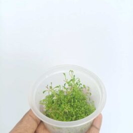 Glossostigma elatinoides (Tissue Culture cup-small)