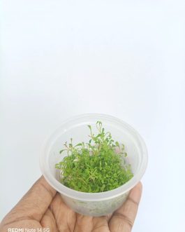 Glossostigma elatinoides (Tissue Culture cup-small)
