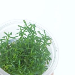 Rotala sunset (Tissue culture cup- small)