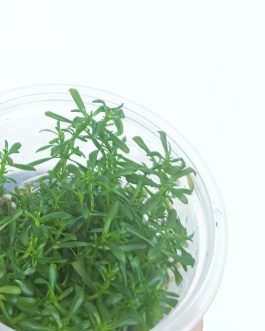 Rotala sunset (Tissue culture cup- small)