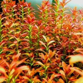 Rotala sunset (Tissue culture cup- small)