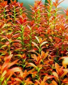 Rotala sunset (Tissue culture cup- small)