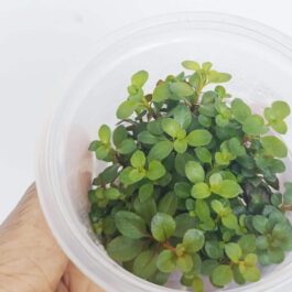 Ludwigia Sphaerocarpa (Tissue culture cup- small)