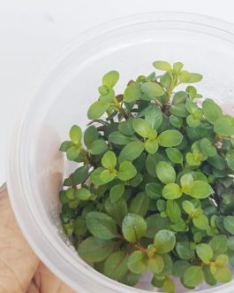 Ludwigia Sphaerocarpa (Tissue culture cup- small)