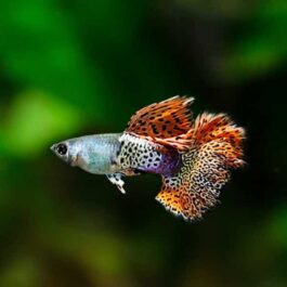 Metal red lace rose tail HM