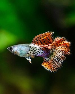 Metal red rose tail guppy ( pair)