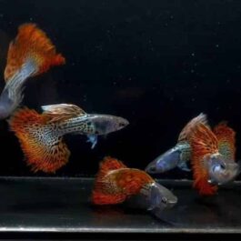 Metal red lace rose tail HM