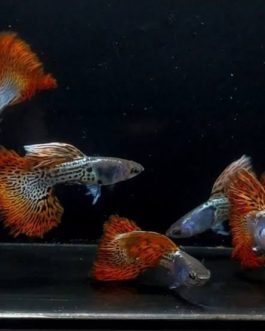 Metal red rose tail guppy ( pair)