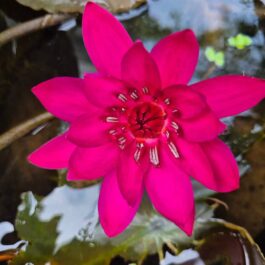 English rose waterlily ( rare)