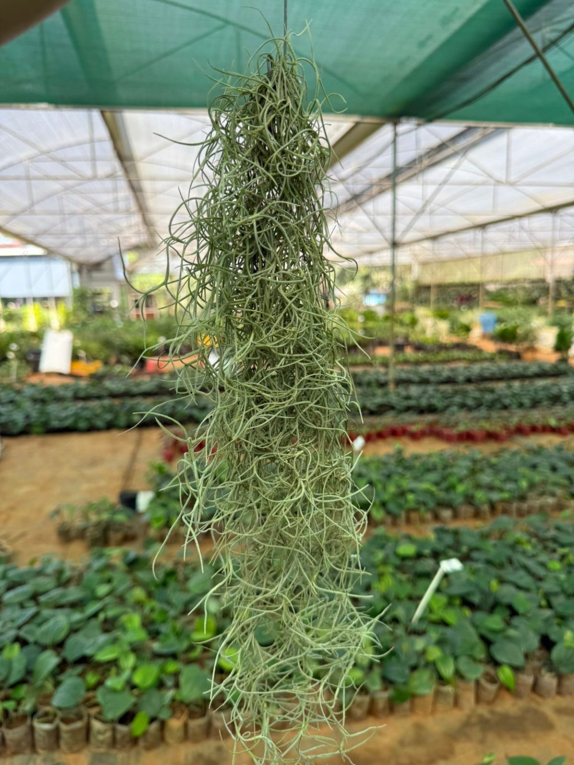 Purchase Spanish Moss
